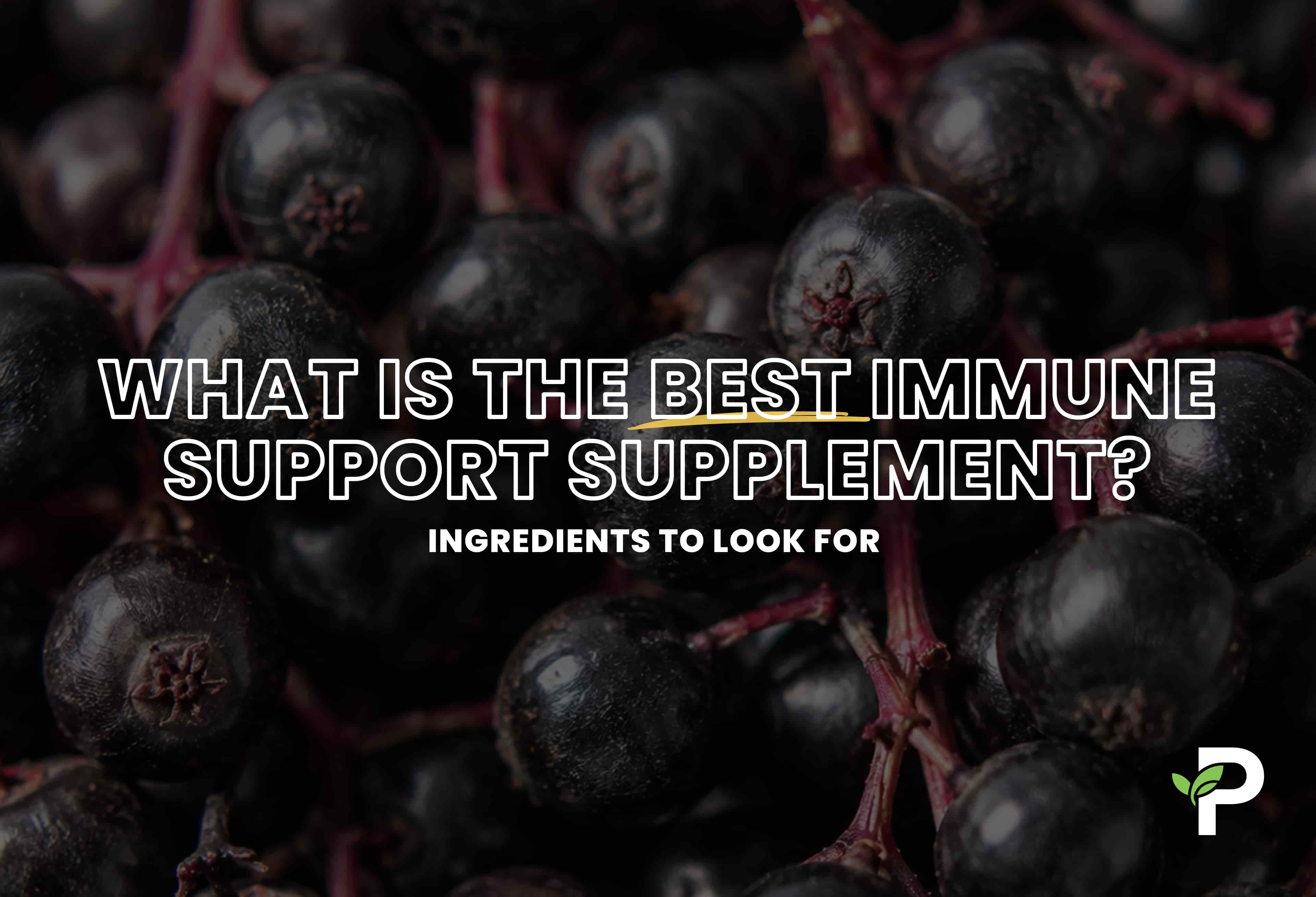 What Is the Best Immune Support Supplement? Ingredients To Look For
