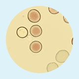 Ingredient Transparency